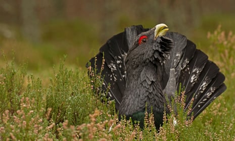 A Capercaillie. The species of bird is at real risk of extinction in the UK according to new data.