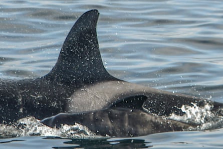 Pinna grande, pinna piccola: un primo piano dell'orca adulta e del cucciolo di balena pilota insieme.