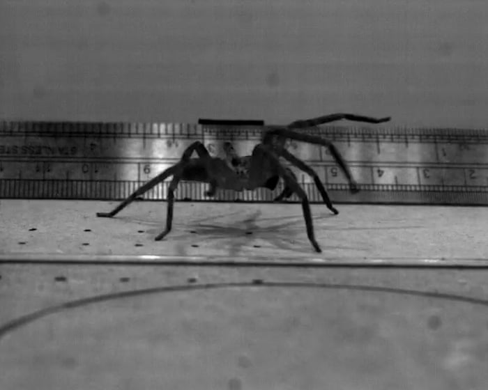 This huge hairy-legged Australian arachnid may be the fastest spider on the planet