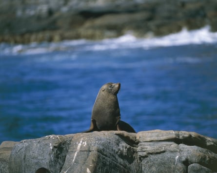 A fur seal suns itself on a rock on Kangaroo Island