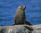 Australia has just 12,000 sea lions left – and ‘carnage’ may await them as bird flu takes hold, scientists warn