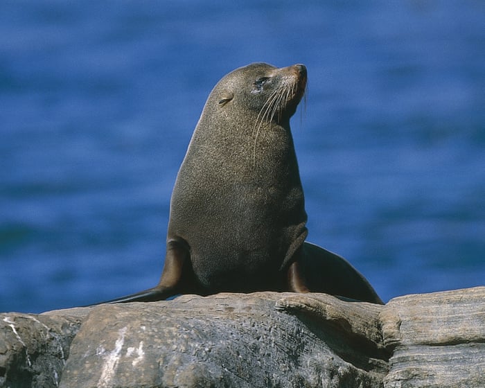 Australia has just 12,000 sea lions left – and ‘carnage’ may await them as bird flu takes hold, scientists warn