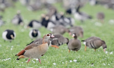 Egyptian geese, with wintering arctic geese in the background, in Germany.