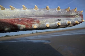 One of three sperm whales washed ashore near Skegness on 25 January