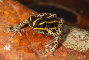 New species of poisonous frog discovered in the Peruvian Amazon. The amphibian called Ranitomeya hwata is brightly colored and measuring just a few millimeters. The tiny frogs live exclusively in bamboo forests