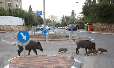 A wild boar family with three cubs cross in a traffic circle at a street of the Carmel neighbourhood in the northern city of Haifa, Israel, during the coronavirus lockdown.