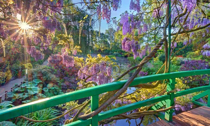 Claude Monet’s garden with wisteria in blossom.