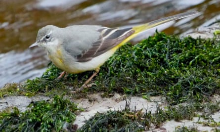 Grey wagtails are adept at catching river flies.