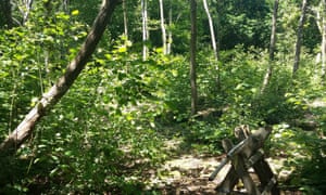 The ancient semi-natural woodland owned by Julie and Tony Upson following its first coppice season under their management.