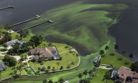 Blue-green algae envelope an area along the St Lucie River in Stuart, Florida, in June 2016. 