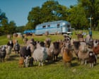 The Sheep Detectives review – Hugh Jackman gives a flock in baa-rking mad cosy crime caper