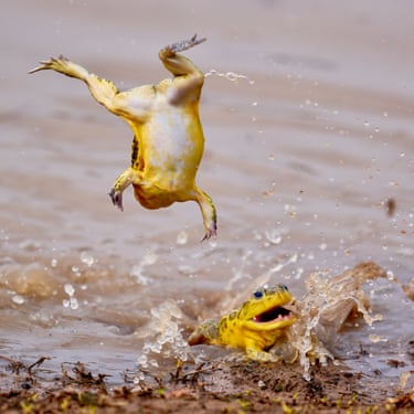 African bullfrogs splash about and perform acrobatics in water
