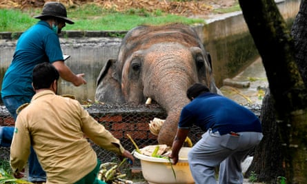 Local wildlife officials and Four Paws vets feed Kaavan