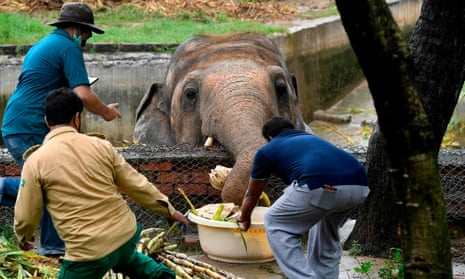 Local wildlife officials and vets from Four Paws International feeding Kaavan.
