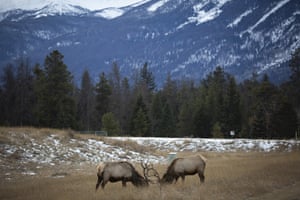 Dois alces lutam pela rodovia em Jasper, Alberta, Canadá.