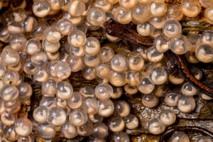 Dozens of pearl-like eggs laid by a golden-striped salamander