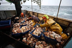 Fishers handling crates of scallops in a boat