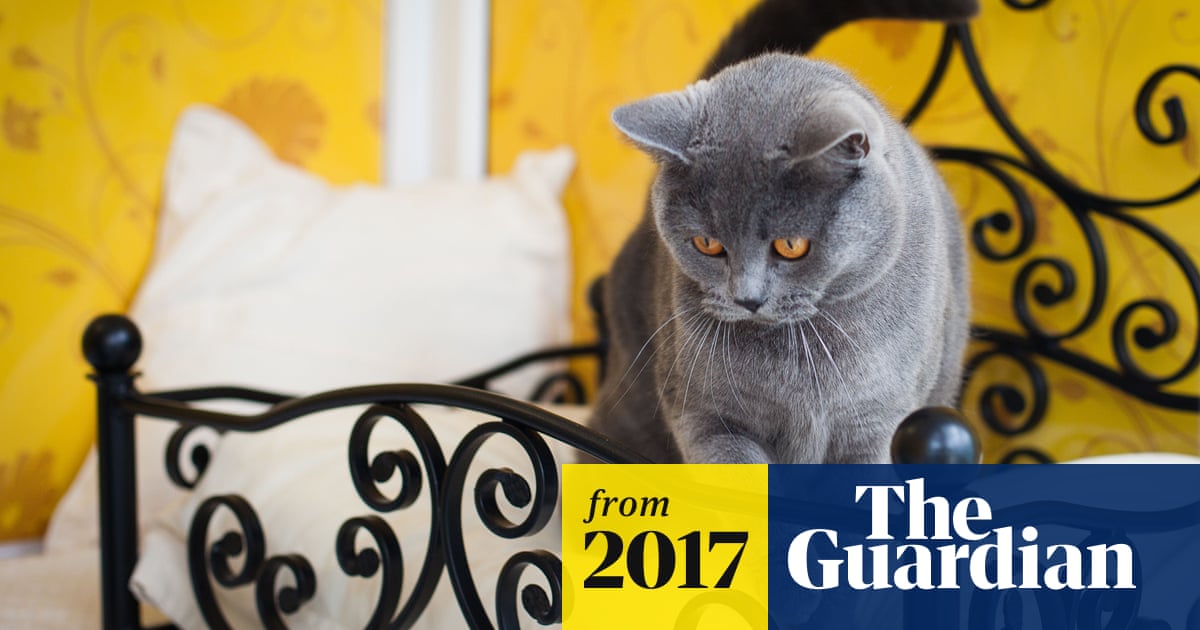 Luxury cat hotels and ‘fur-jazzles’: pet care goes upmarket