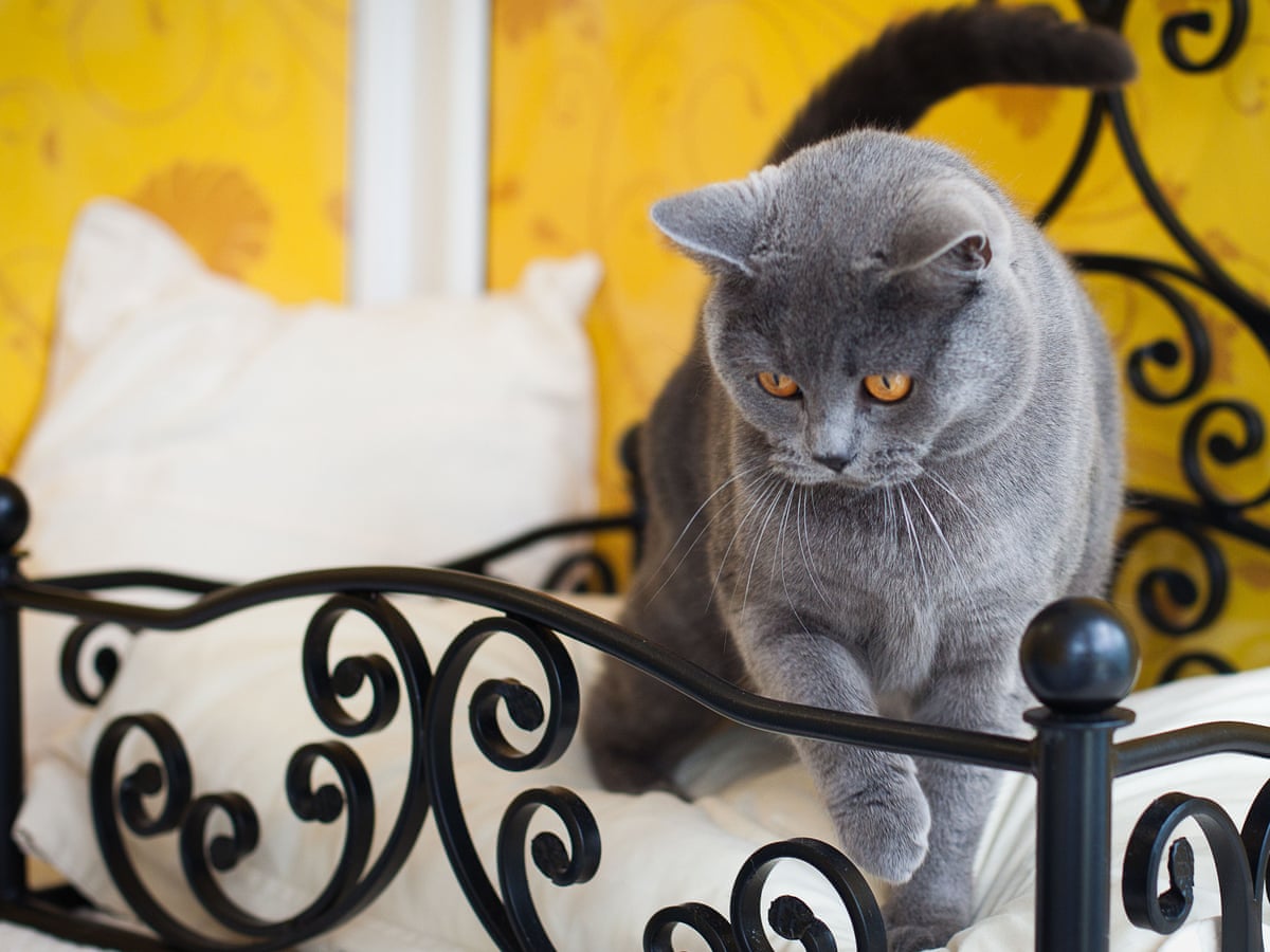 Luxury Cat Hotels And Fur Jazzles Pet Care Goes Upmarket