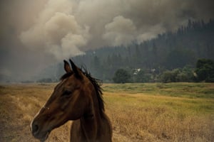 A horse grazes as the McKinney fire burns in Klamath National Forest