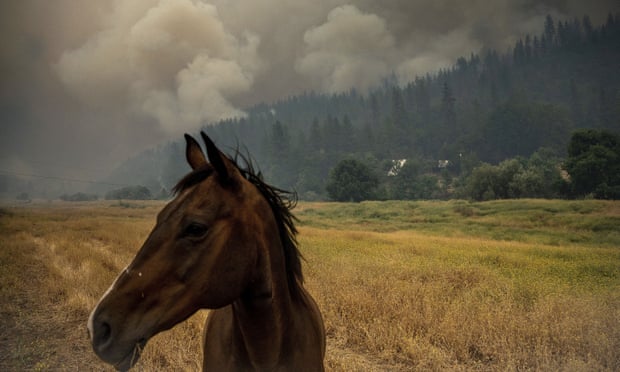 A horse grazes in a pasture as the McKinney Fire burns in Klamath National Forest