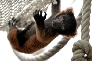 Cologne, Germany A newborn red ruffed lemur