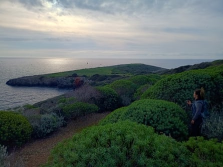 A person stands among shrubs next to a path on a headland