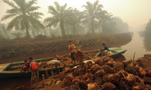 A worker unloads palm fruit at a palm oil plantation on the Indonesian island of Sumatra.