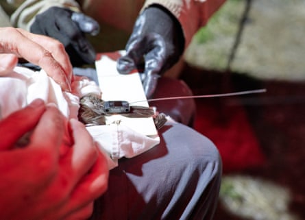 Rangers attach a tag to the underside of a bird's tail