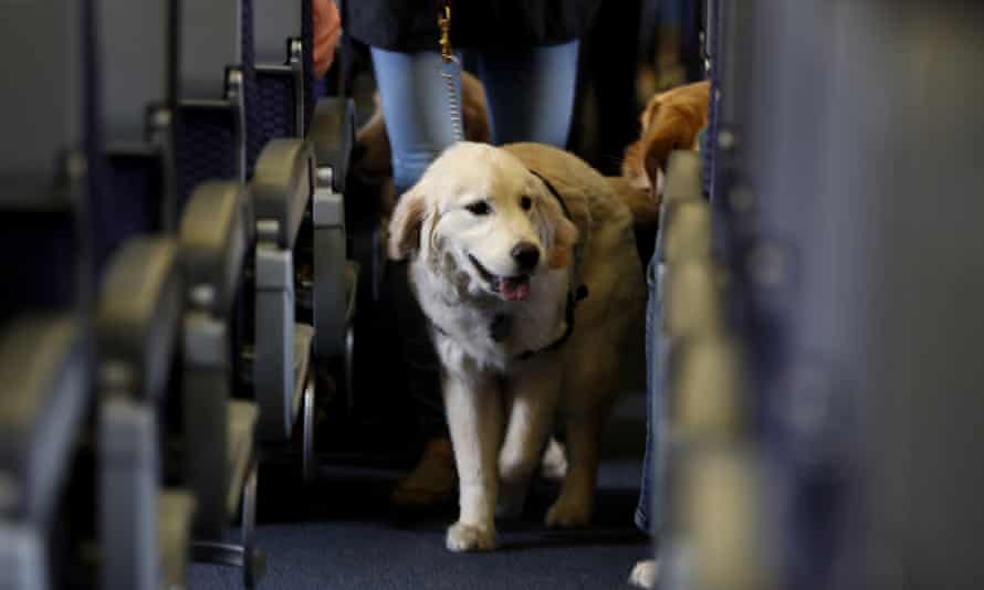 A service dog strolls through the isle inside a United Airlines plane at Newark Liberty International Airport.
