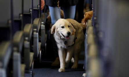 A service dog strolls through the isle inside a United Airlines plane at Newark Liberty International Airport.