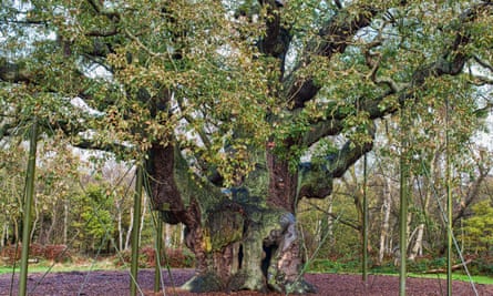 The Major Oak in Sherwood Forest with a little supporting help.