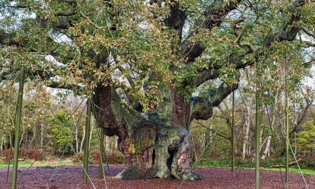 Major Oak in Sherwood Forest Country Park, Nottinghamshire, was voted England’s tree of the year in 2014. According to folklore the tree sheltered Robin Hood and his merry men.
