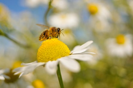European honeybee on a flower