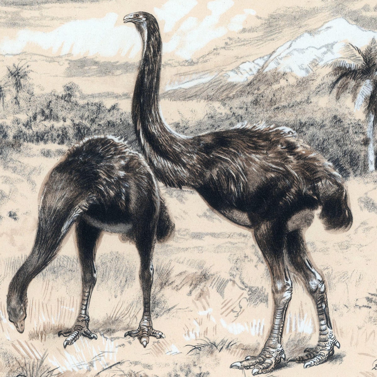 New Zealand Unveils Plans To Tackle Trade In Bones Of Extinct Moa Birds New Zealand The Guardian