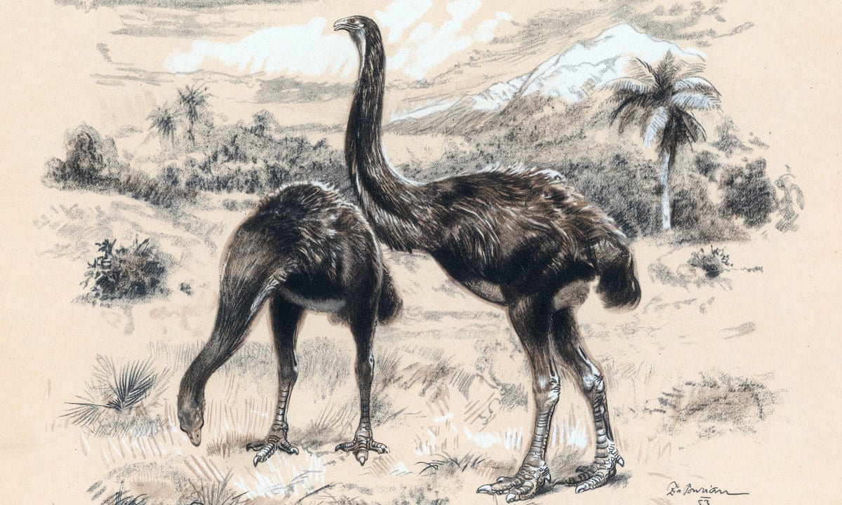 New Zealand unveils plans to tackle trade in bones of extinct moa birds | New Zealand | The Guardian