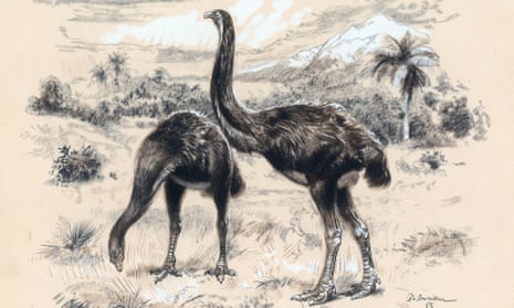 The giant moa (Dinornis) - an extinct genus of ratite birds belonging to the moa family.