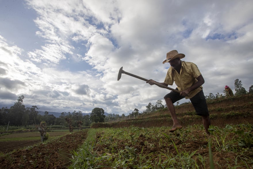 A vegetable farmer removes weeds in his potato field in Keppetipola.