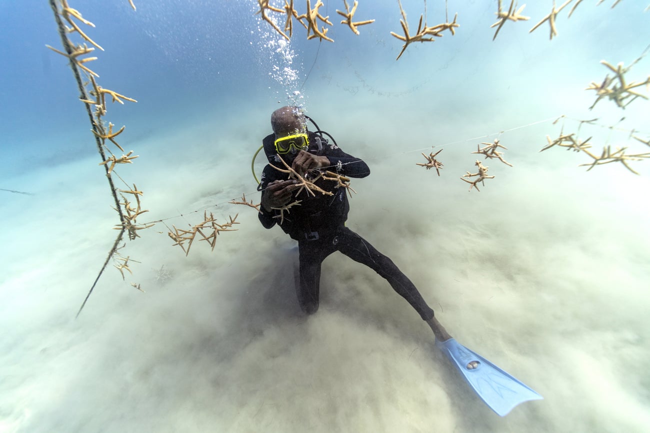 Everton Simpson untangles lines of staghorn coral at a nursery inside the White River fish sanctuary