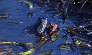 Sapos acasalam em uma pequena piscina na Reserva Natural RSPB Loch Garten em Aviemore, Escócia