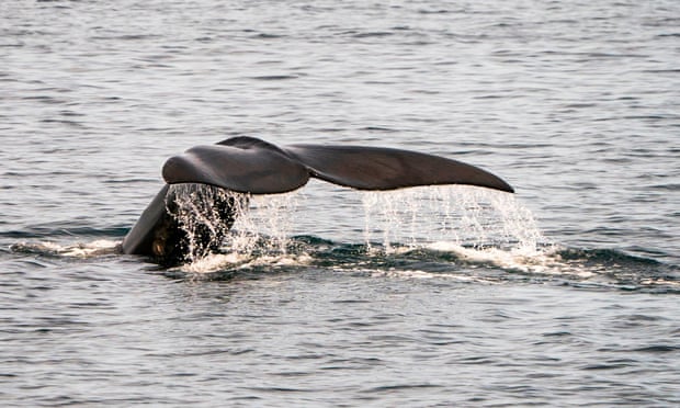 Even slow-moving boats likely to kill endangered right whales in a collision, study finds Even slow-moving boats likely to kill endangered right whales in a collision, study finds
