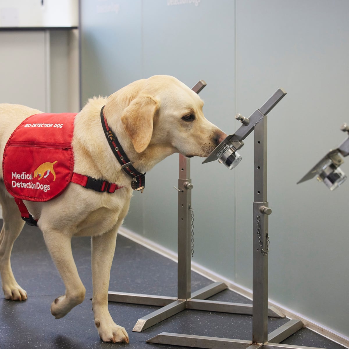 Airlines Ban Emotional Support Animals For Now