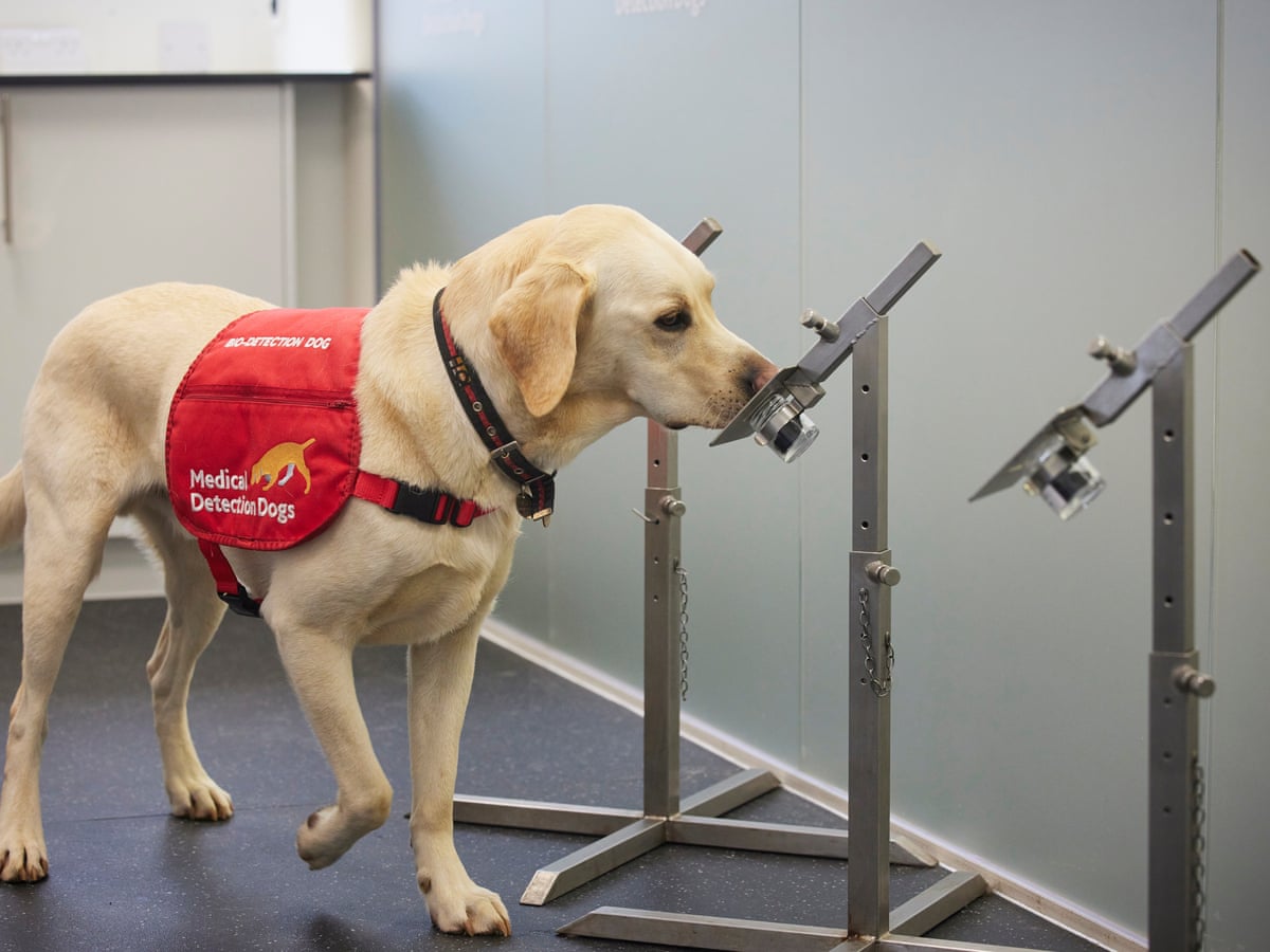 Faster than a PCR test: dogs detect Covid in under a second ...