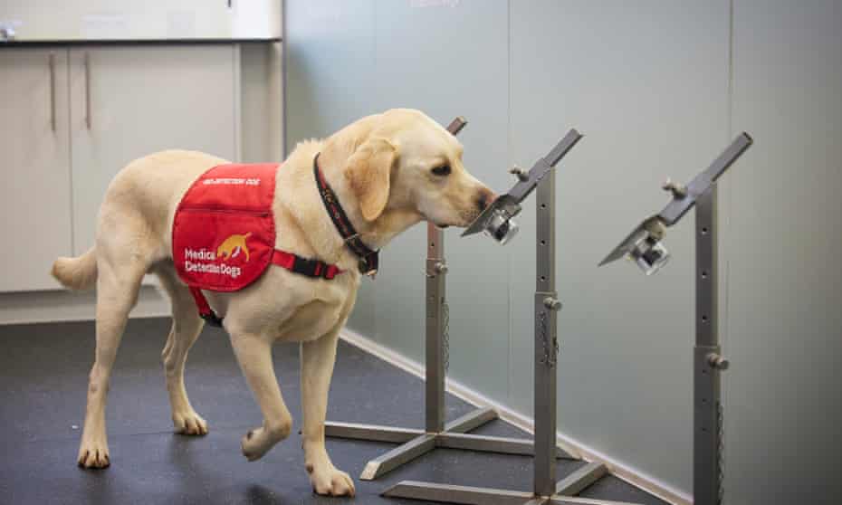 Tala, 3, a medical detection dog, during training to detect the presence of Covid-19 in samples of socks worn for 12 hours by volunteers across the UK. 
