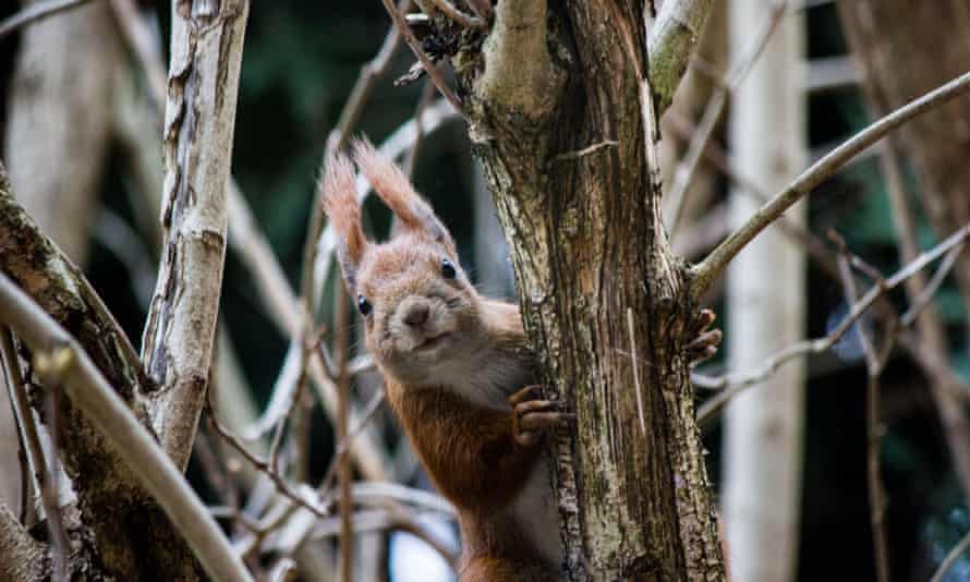 A red squirrel in Warsaw, Poland, on 1 March.