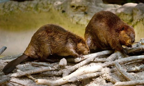 Two North American beavers