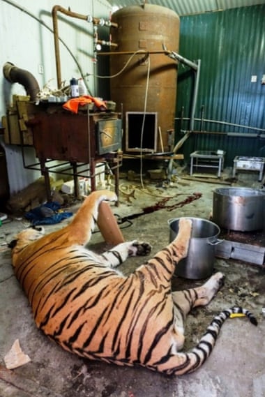 Police believe the criminals could sell the tiger skins for about €2,000-€4,000 and the claws for €100 each