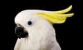 A sulfur crested cockatoo against a black background.
