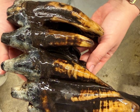 close-up of person's hands holding large fossilized tooth