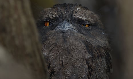 Tawny frogmouth in Queensland